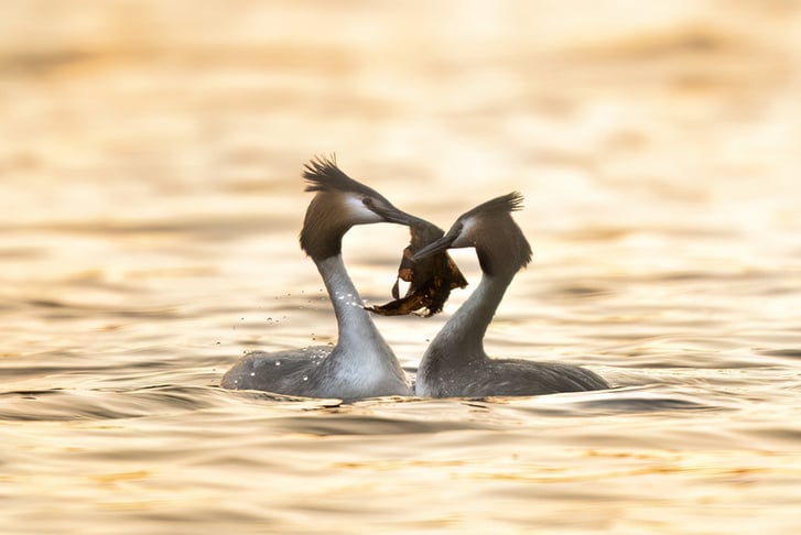 6Hr Wildlife Photography Improving Your Skills Workshop - Glasgow-04