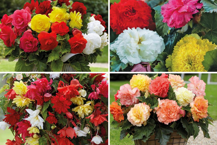 PRE-SALE-28TH-FEB-Mixed-Begonia-Collection-1