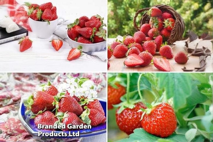 Fruit-Stra1739366697832