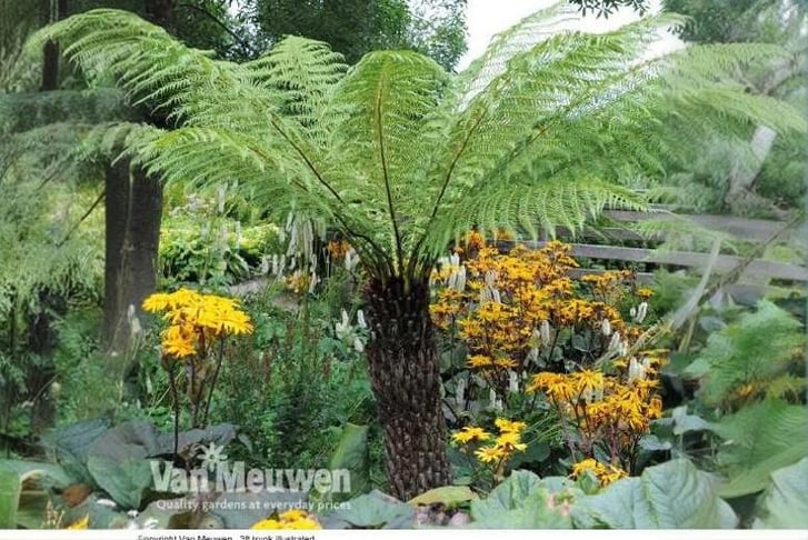 Dicksonia-1739809884842