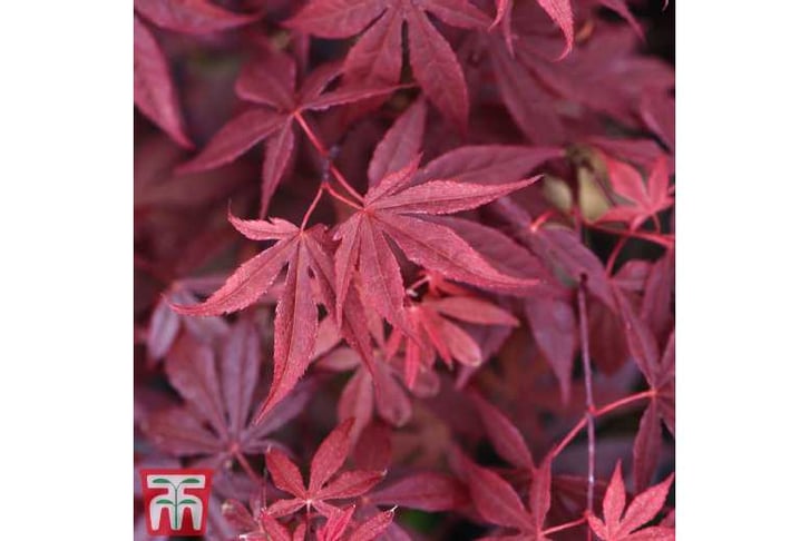 acer21.jpg1739889070629