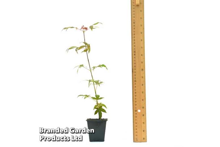 ACER_ATROP1739889074676