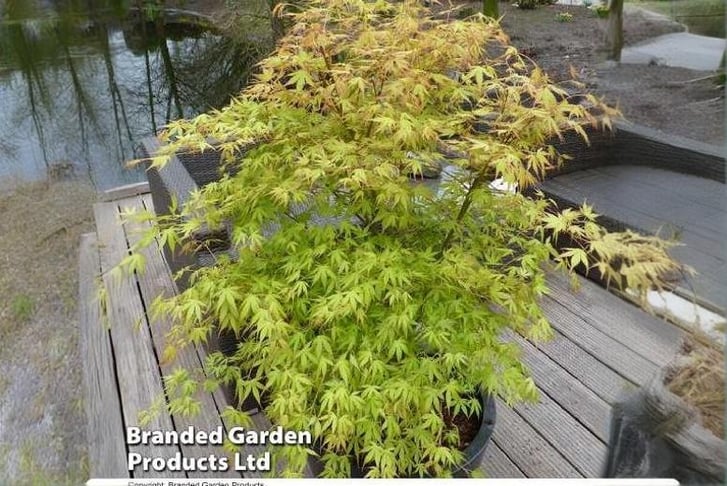 ACER_KATSU1739889079460