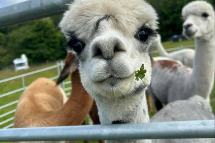 Up to 90 Min Alpaca Meet & Greet w/ Trek - Bishop Auckland - 1 or 2