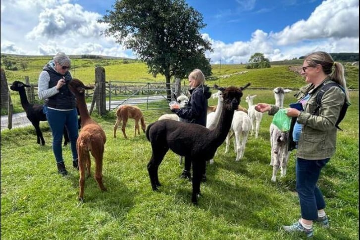 Up to 90 Min Alpaca Meet & Greet w/ Trek - Bishop Auckland - 1 or 2 (2)