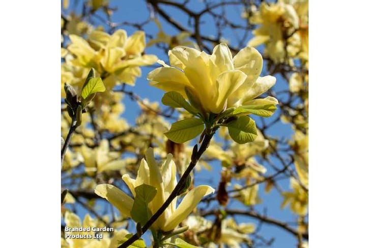 1 or 2 Magnolia Yellow Bird Standards - 5pm