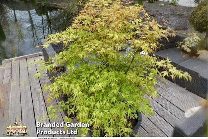 ACER_KATSU1741019219850
