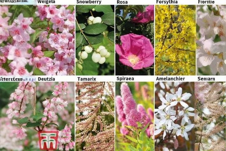 shrub.jpg1741019264192