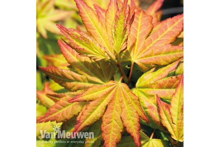 acer-dream1741085726544