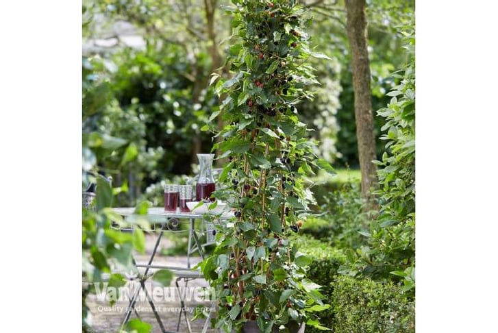 mulberry-m1741358270736