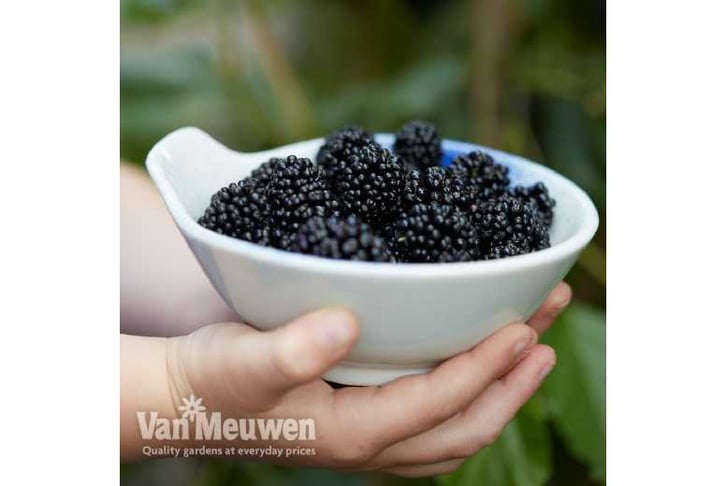 mulberry-m1741358272230