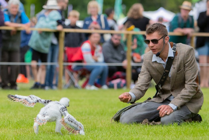 1 Hour Junior Falconry Experience