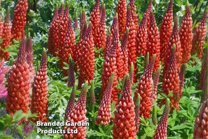 lupin-my-c1741699327805