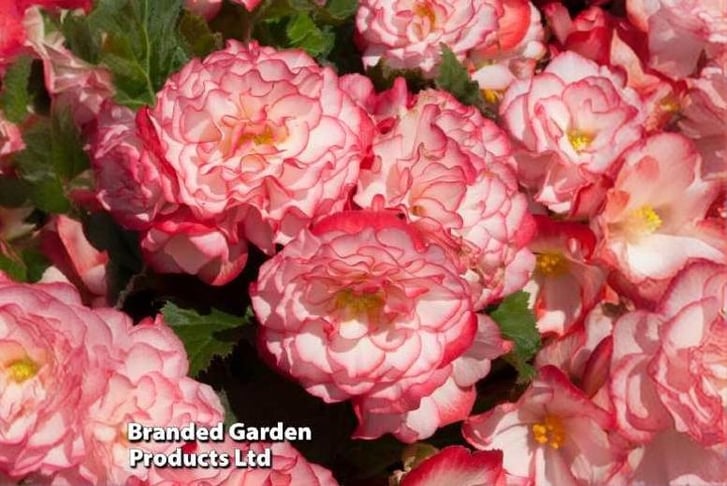 BEGONIA-NO1742830442025