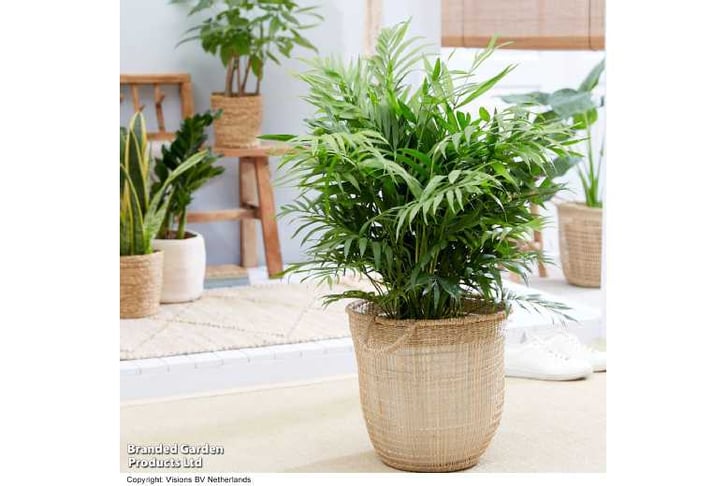 CHAM_ELEGA1742830463625