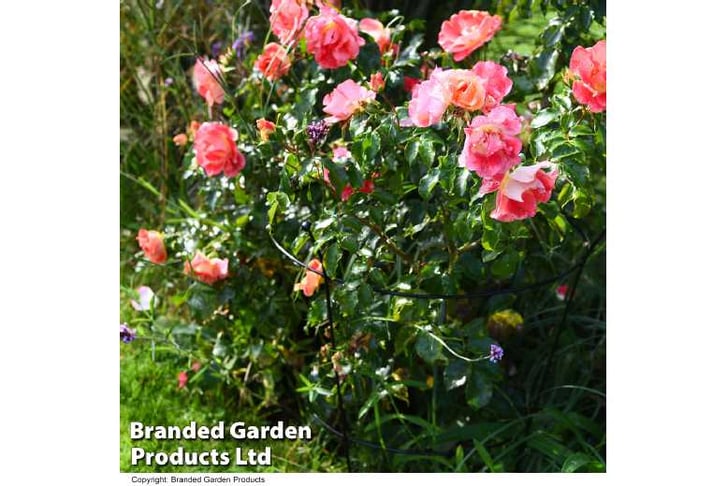 FRAM_PEONY1742830497884