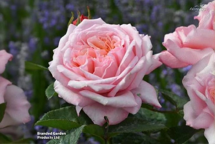 ROSE_NEVER1742830500669