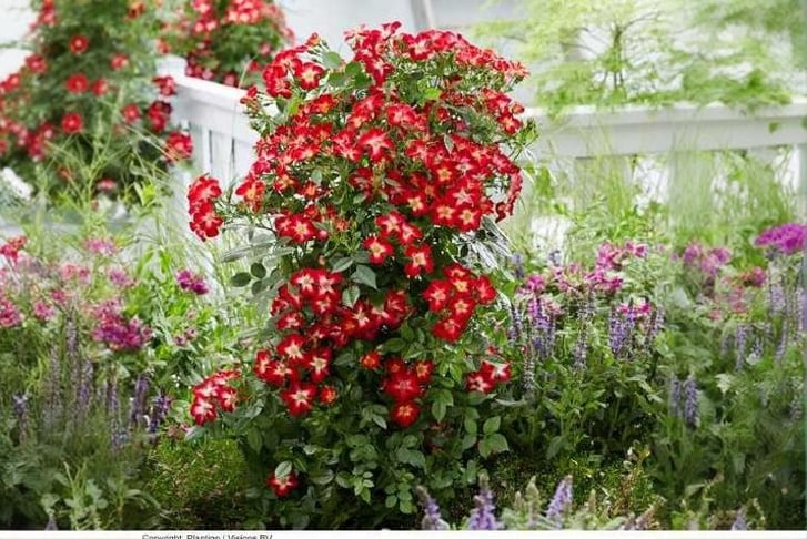 ROSE_EVERG1742919380665