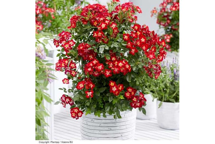 ROSE_EVERG1742919382547