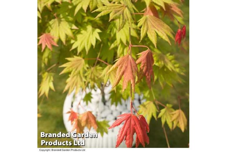 ACER_MOONR1743496977541