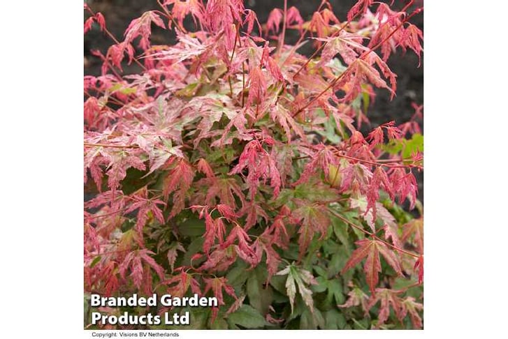 ACER_PHOEN1743498961105