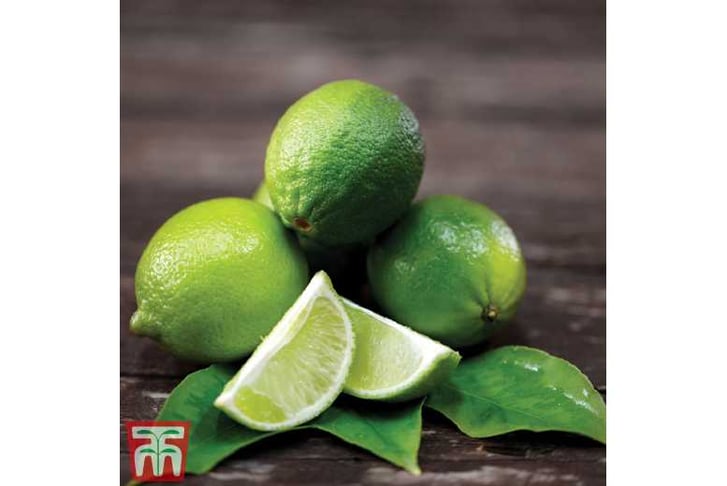 lime.jpg1743585371127
