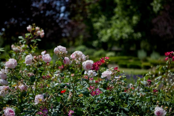 ROSES