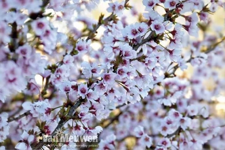 cherry.jpg1745582333066