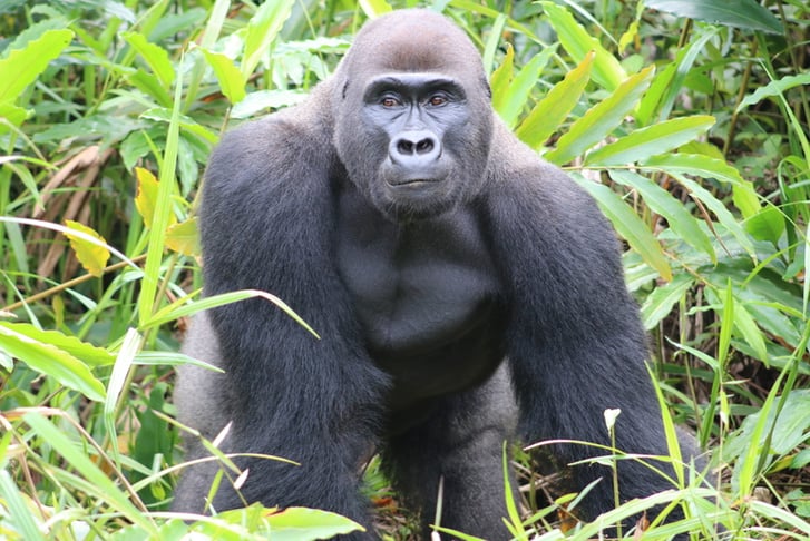 Digital Animal Adoption with Entry to Howletts Wild Animal Park for Two 