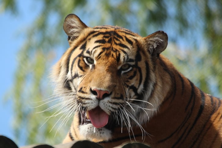 Digital Animal Adoption with Entry to Howletts Wild Animal Park for Two 