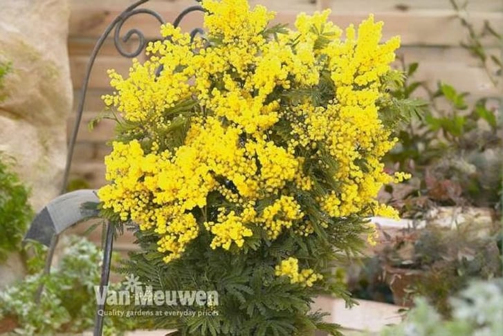 acacia-dea1745847084820