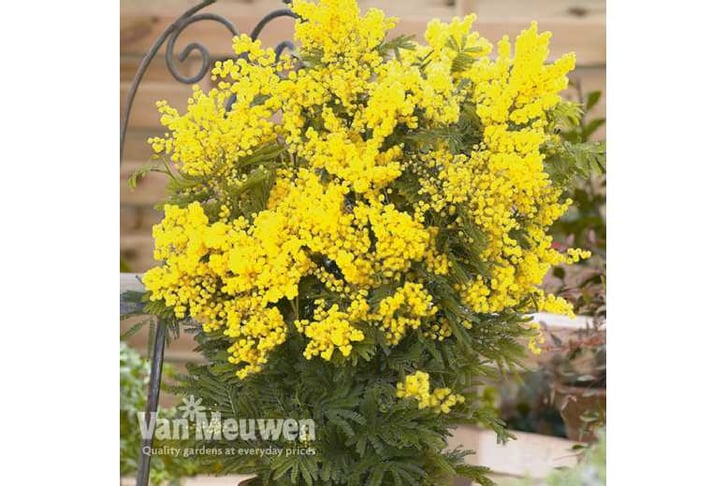 acacia-dea1745847091520