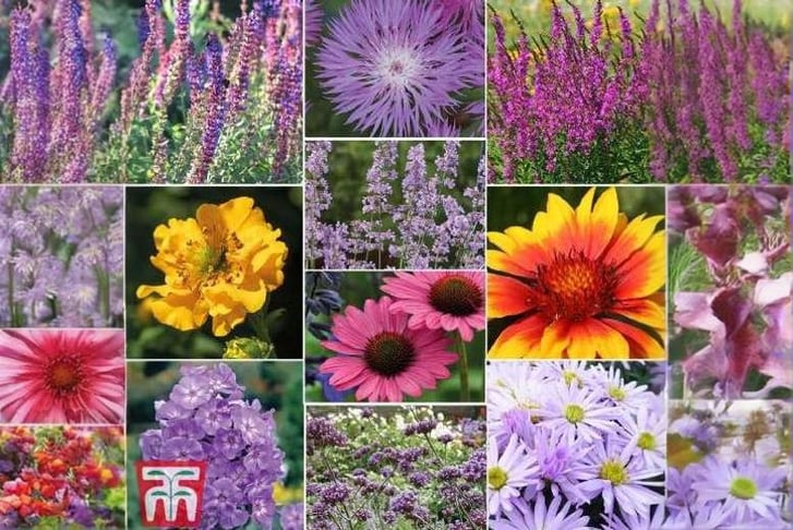 peren2.jpg1746025893550