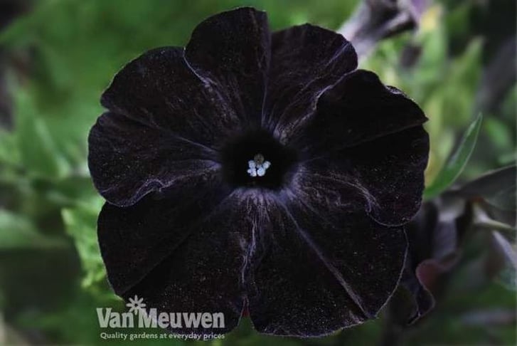 black2.jpg1746031461462