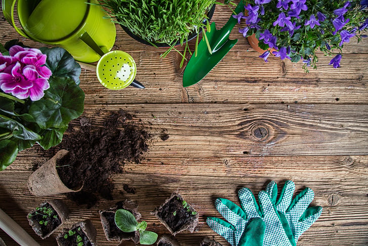 A table with a pot of spilled soil#, plants, flowers, gardening gloves and a watering can