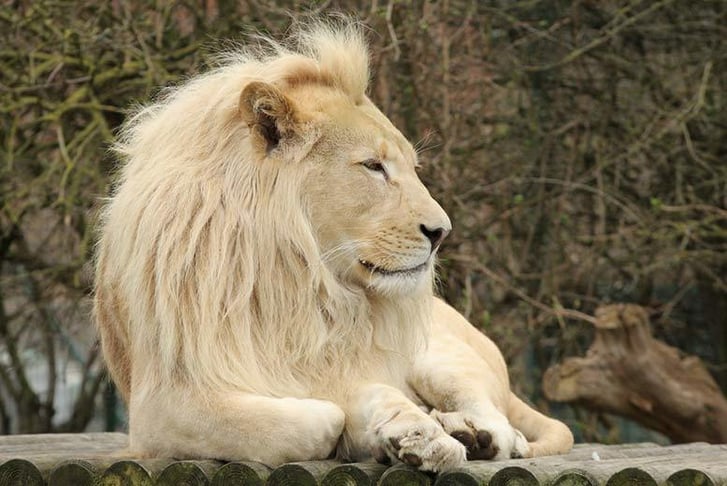 A White Lion lying down looking very proud and majestic