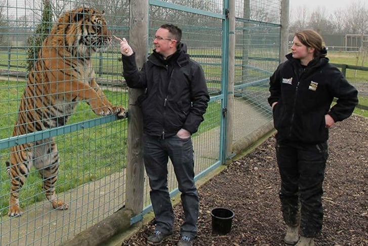 A man and a woman feeding a Tiger through a fence