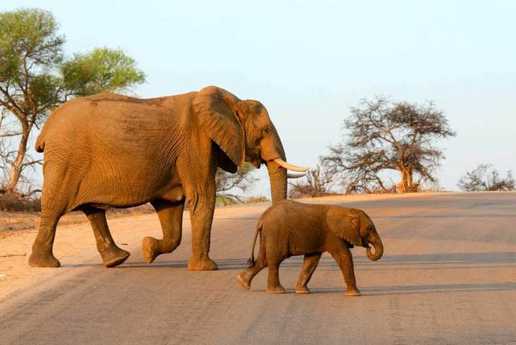 elephant-souht-africa
