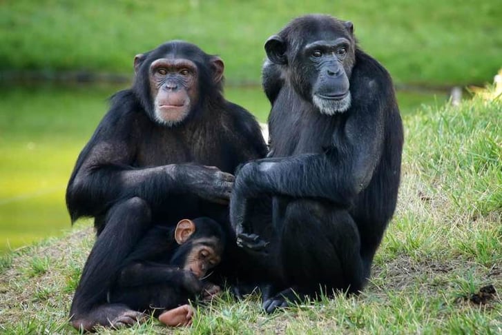 Chimpanzee Safari Stock