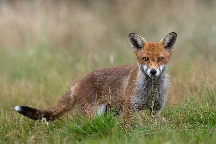 Fox in a field looking at the camera