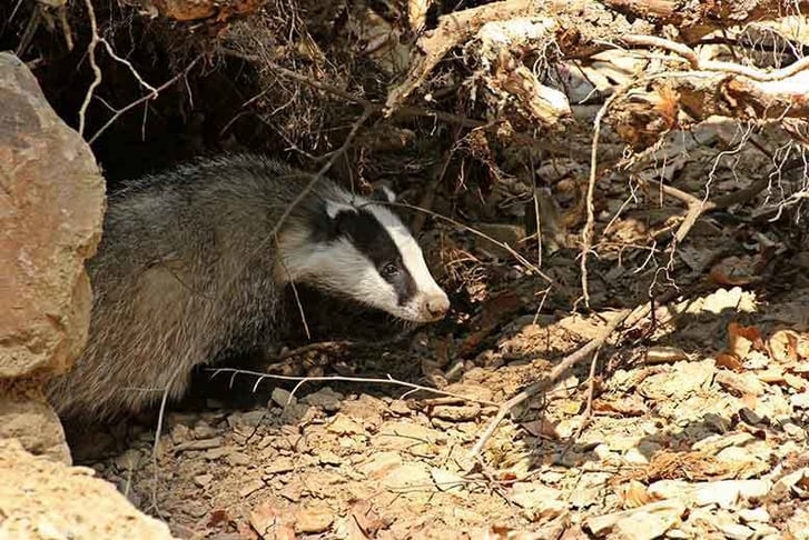 Badger appearing out of its hole
