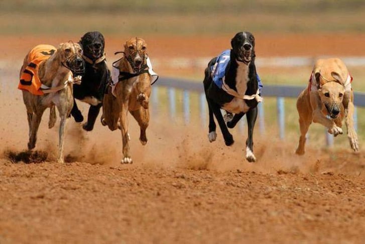 Manchester Belle Vue Greyhound Stadium Dog Racing Voucher