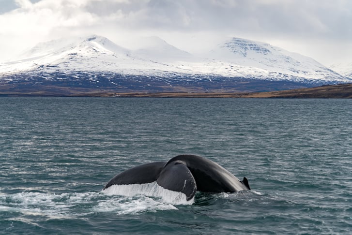 Iceland, Stock Image - Whale Watching