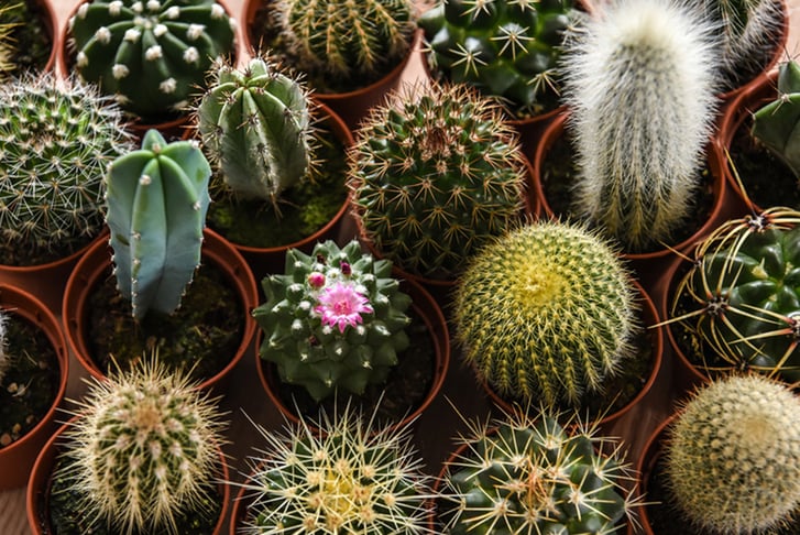 Mini-Cactus-Collection-1