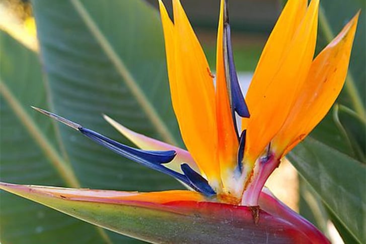 Bird-of-Paradise-plant-3