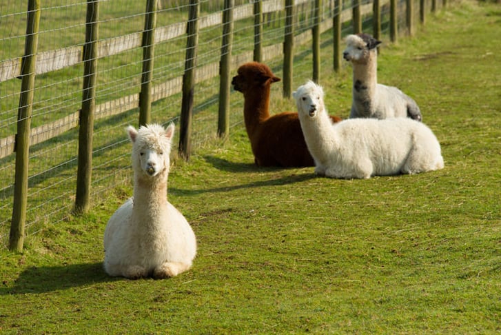 Adopt An Alpaca Voucher - Loughborough 