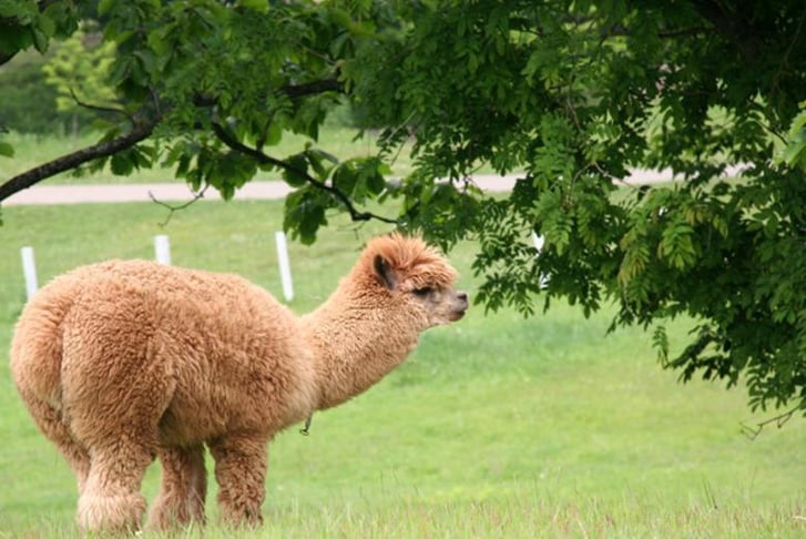 Adopt An Alpaca Voucher - Loughborough 