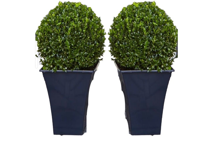 Topiary Buxus Plants