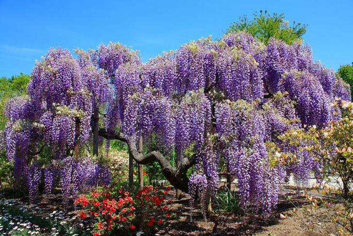 Wisteria-1