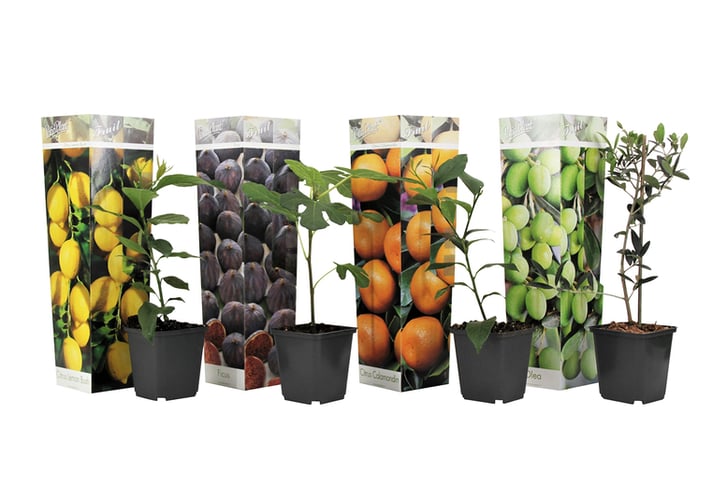 Set-Of-4-Mediterranean-Fruittrees-2